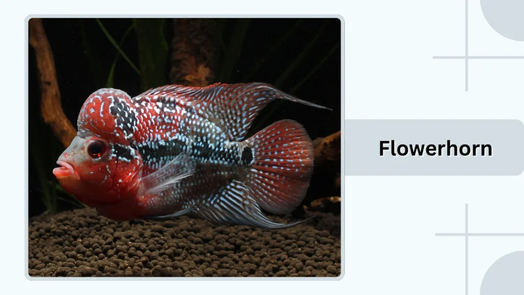Flowerhorn