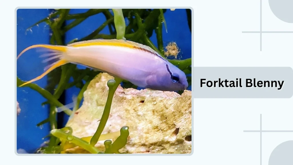 Forktail Blenny