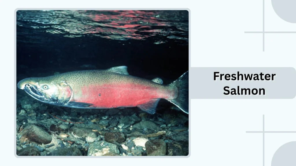 Freshwater Salmon