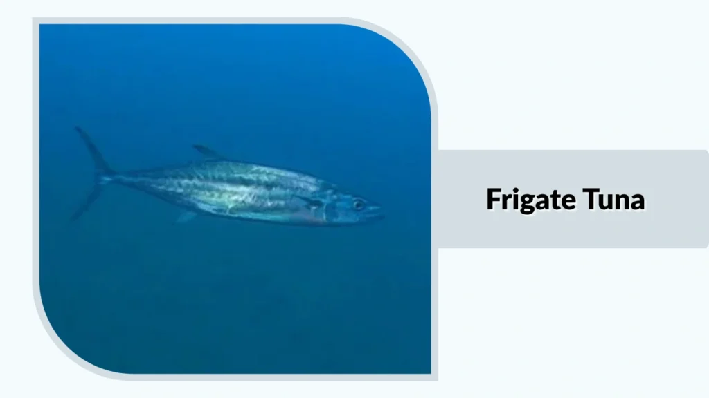 Frigate Tuna