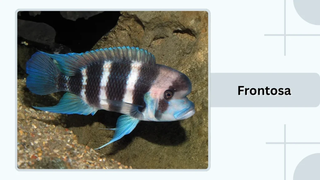 Frontosa
