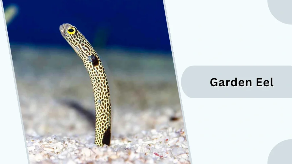 Garden Eel