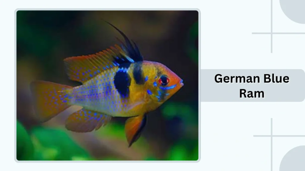German Blue Ram