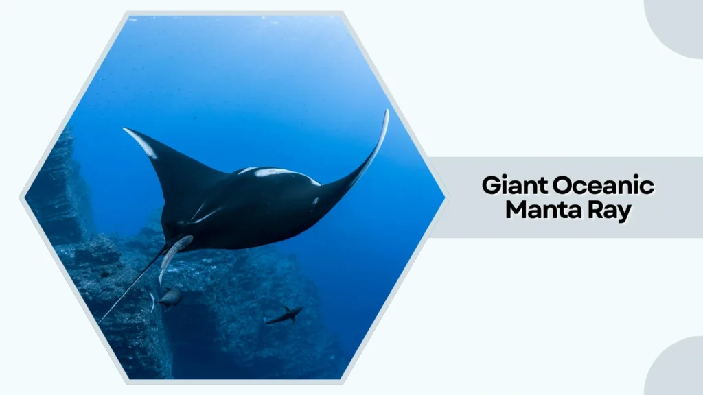 Giant Oceanic Manta Ray