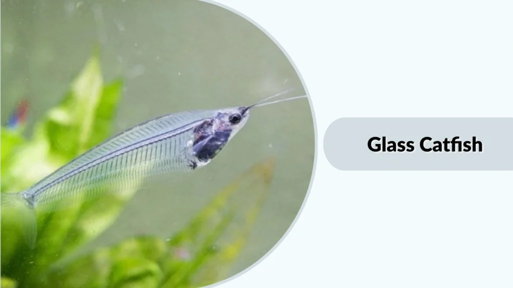 Glass Catfish