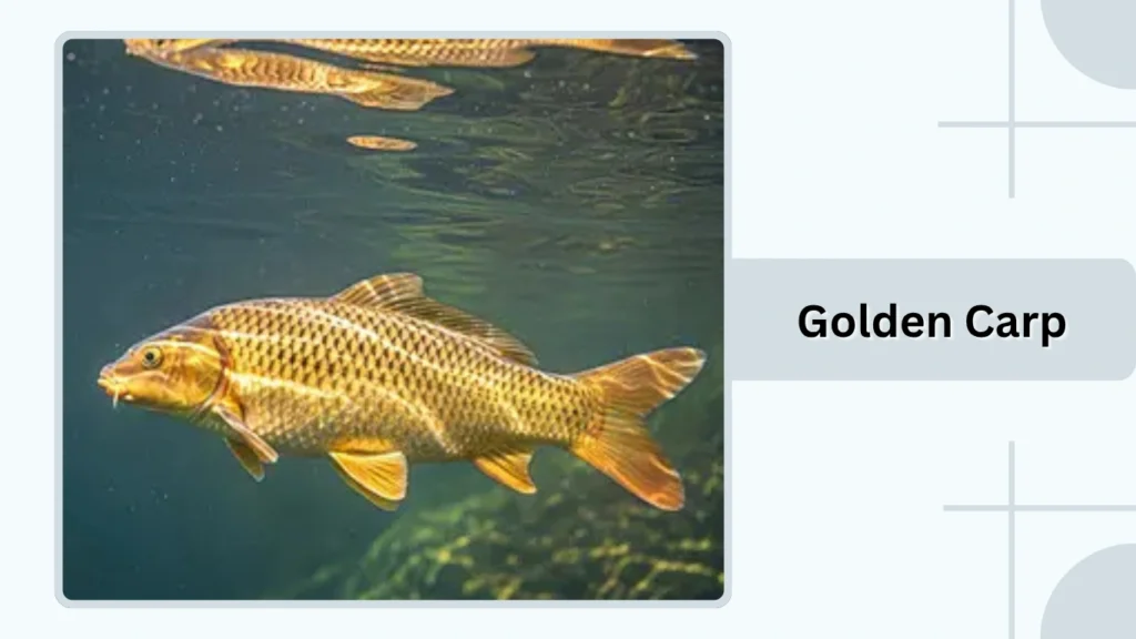 Golden Carp