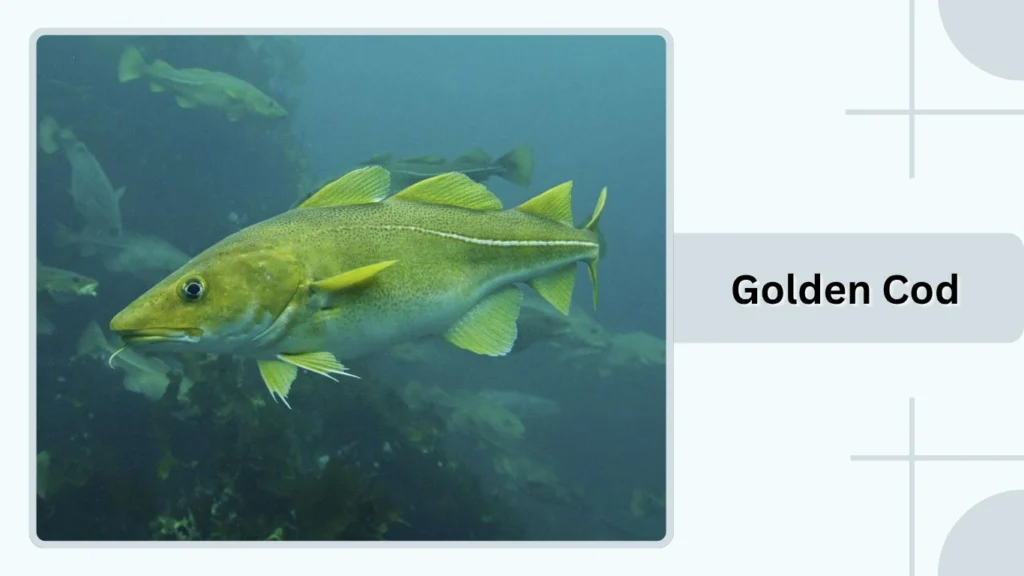 Golden Cod