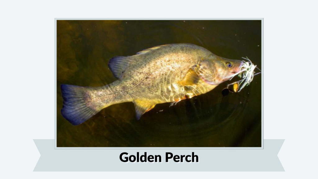 Golden Perch
