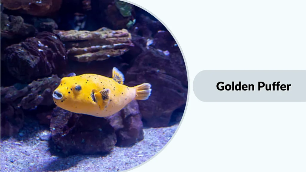 Golden Puffer