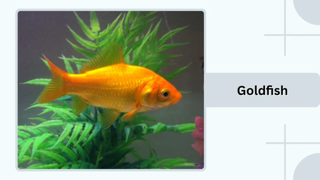 Goldfish