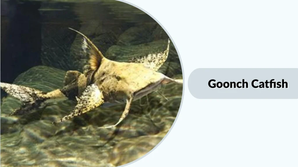 Goonch Catfish