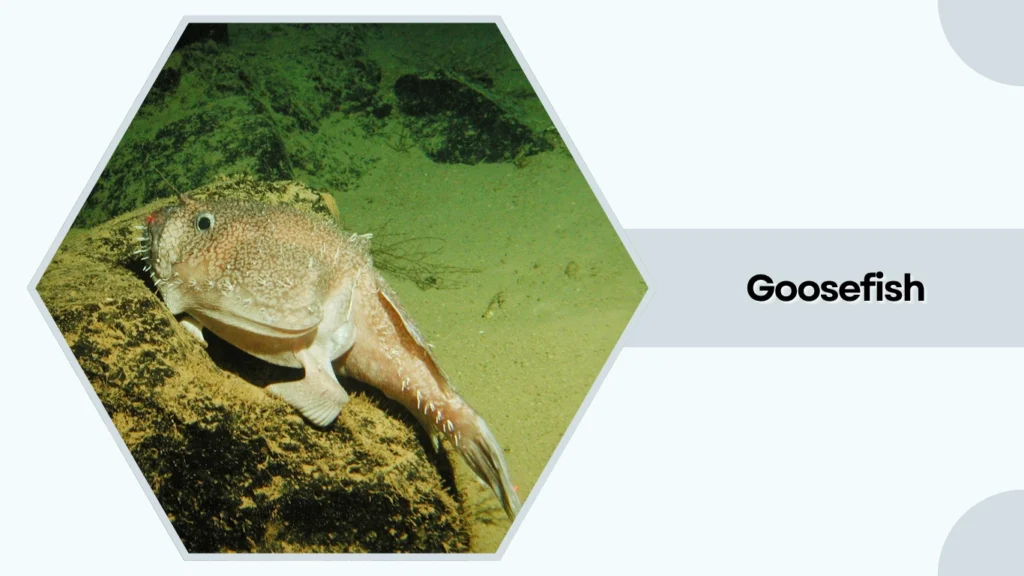 Goosefish