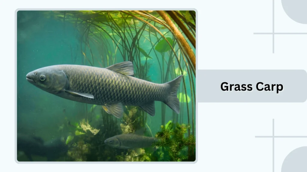 Grass Carp