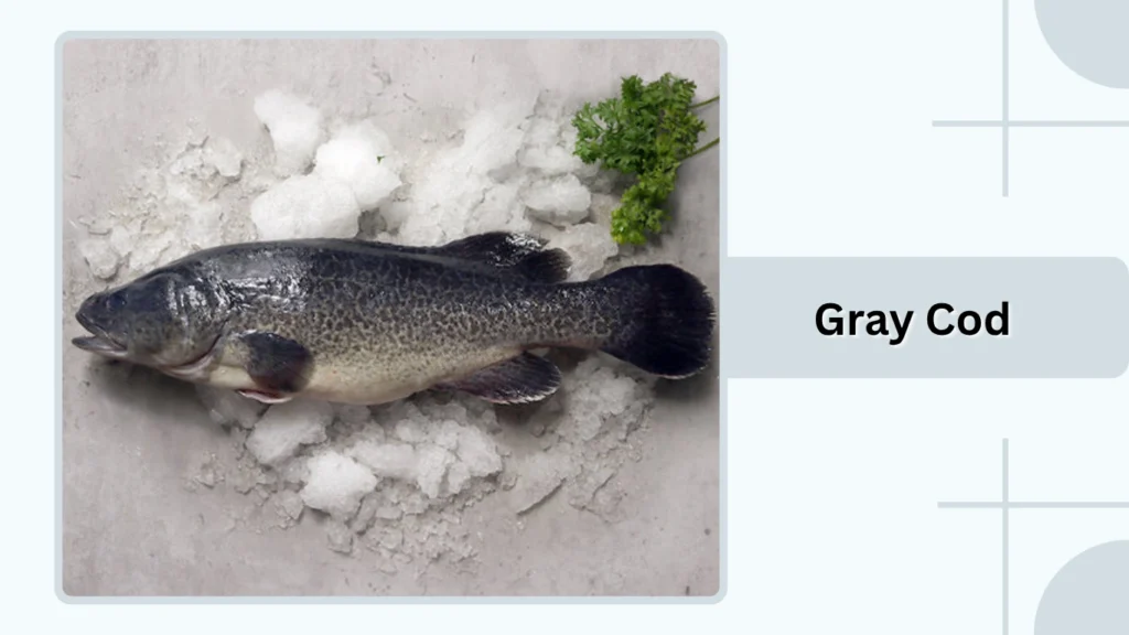 Gray Cod