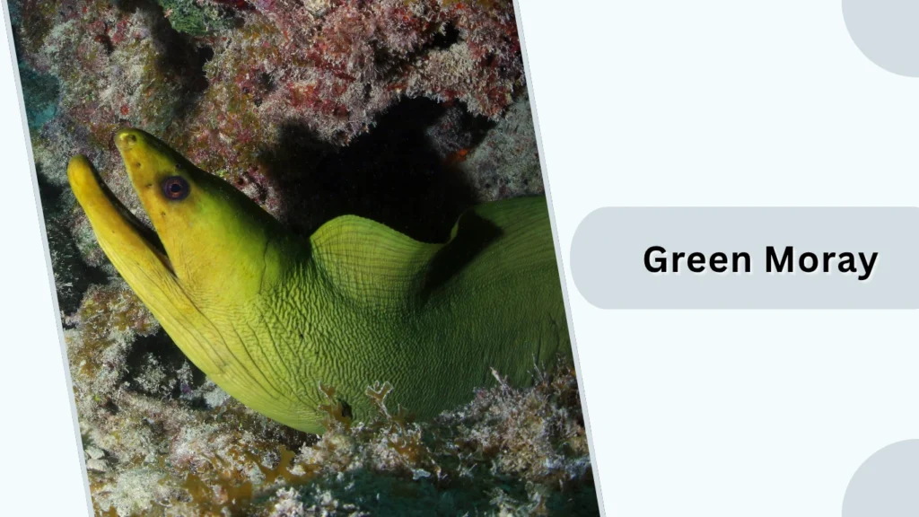 Green Moray