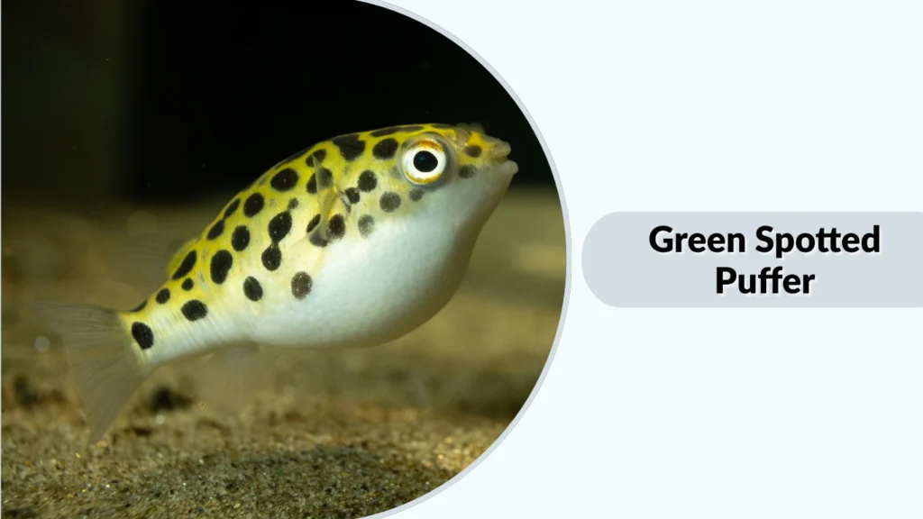 Green Spotted Puffer