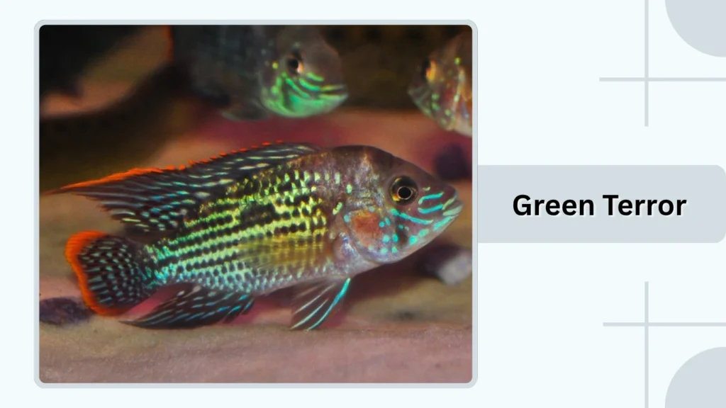 Green Terror