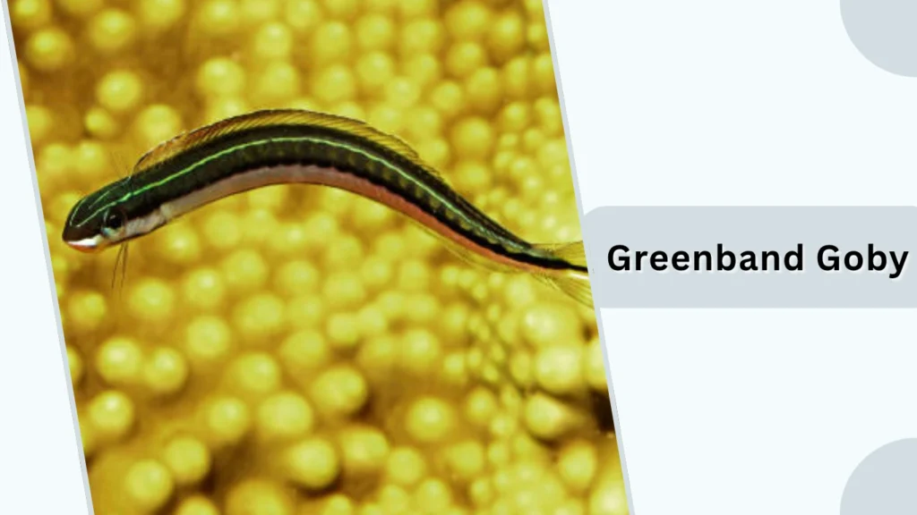  Greenband Goby