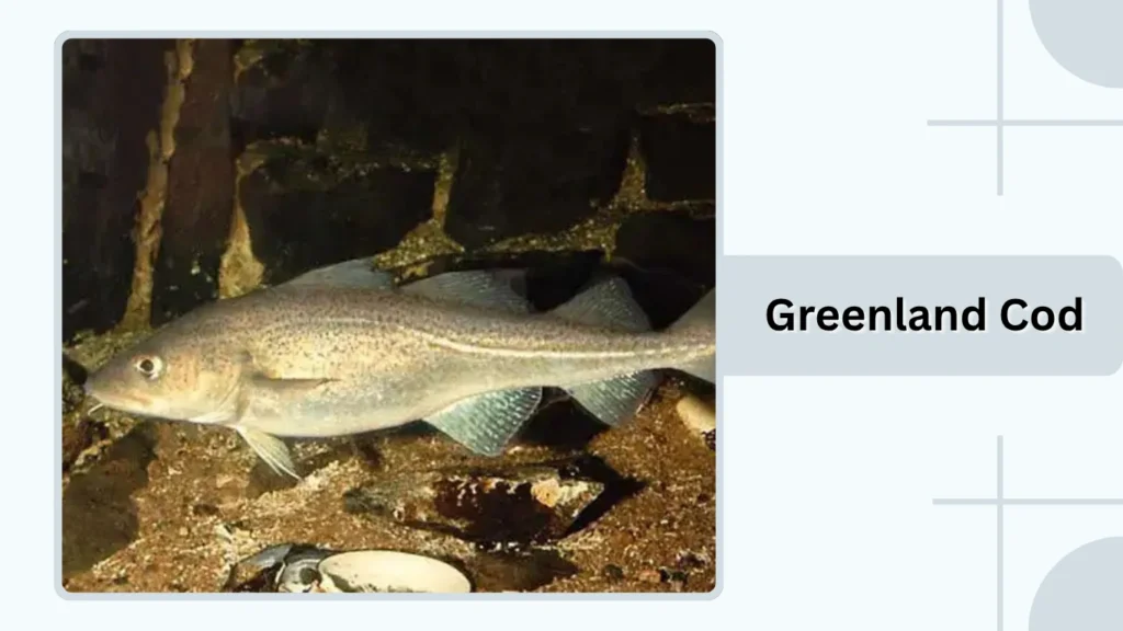 Greenland Cod