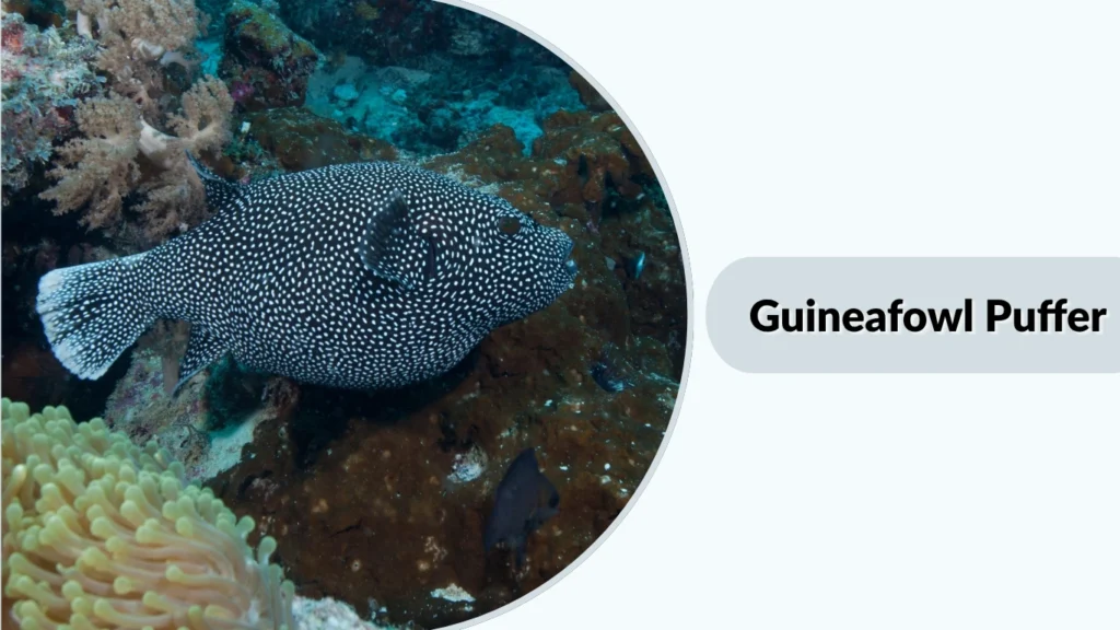 Guineafowl Puffer