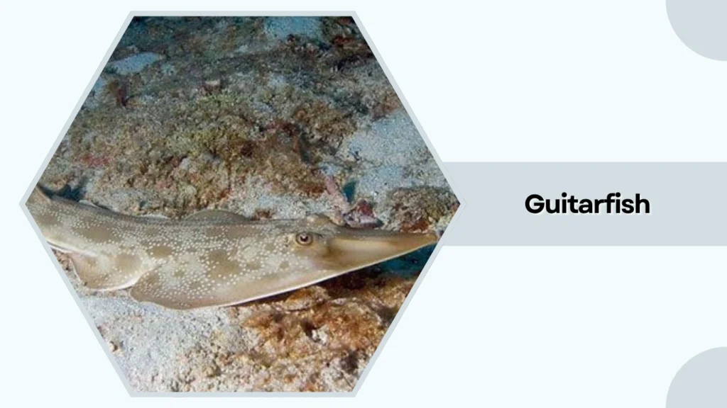 Guitarfish