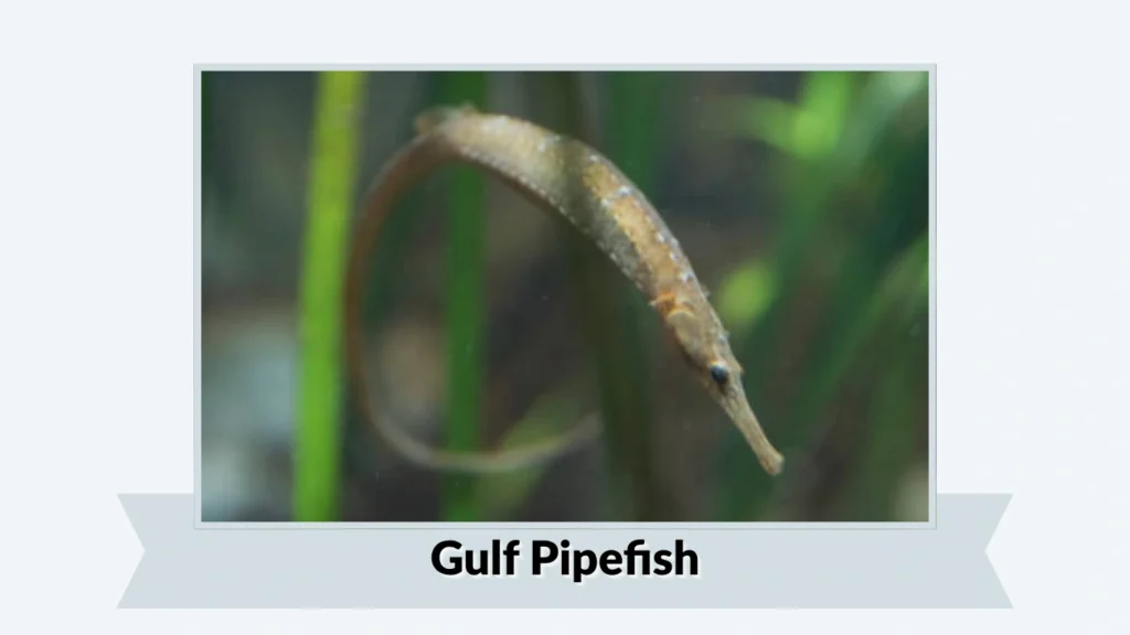Gulf Pipefish