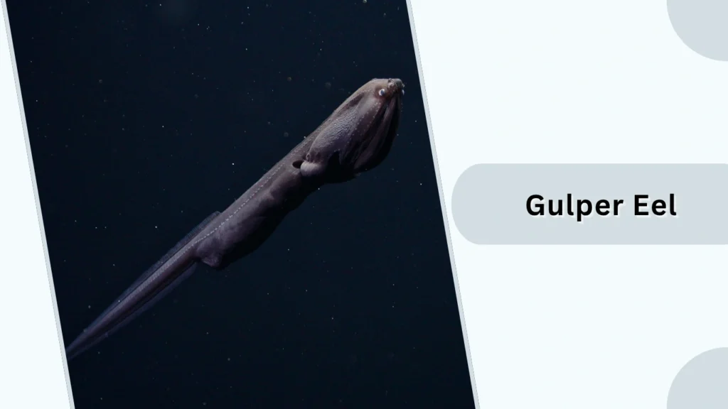 Gulper Eel