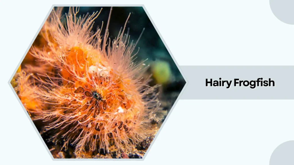 Hairy Frogfish