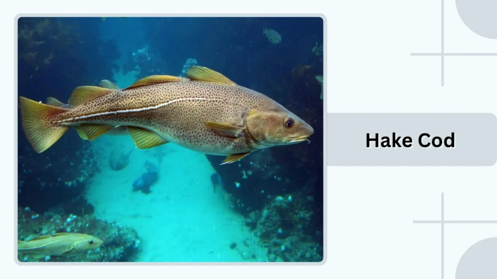 Hake Cod