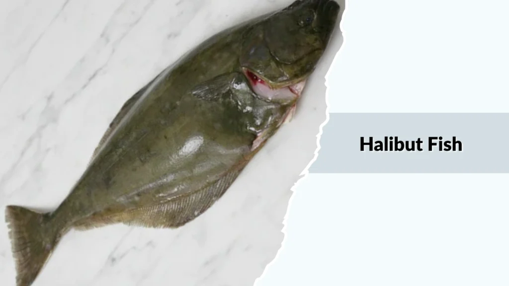 Halibut Fish