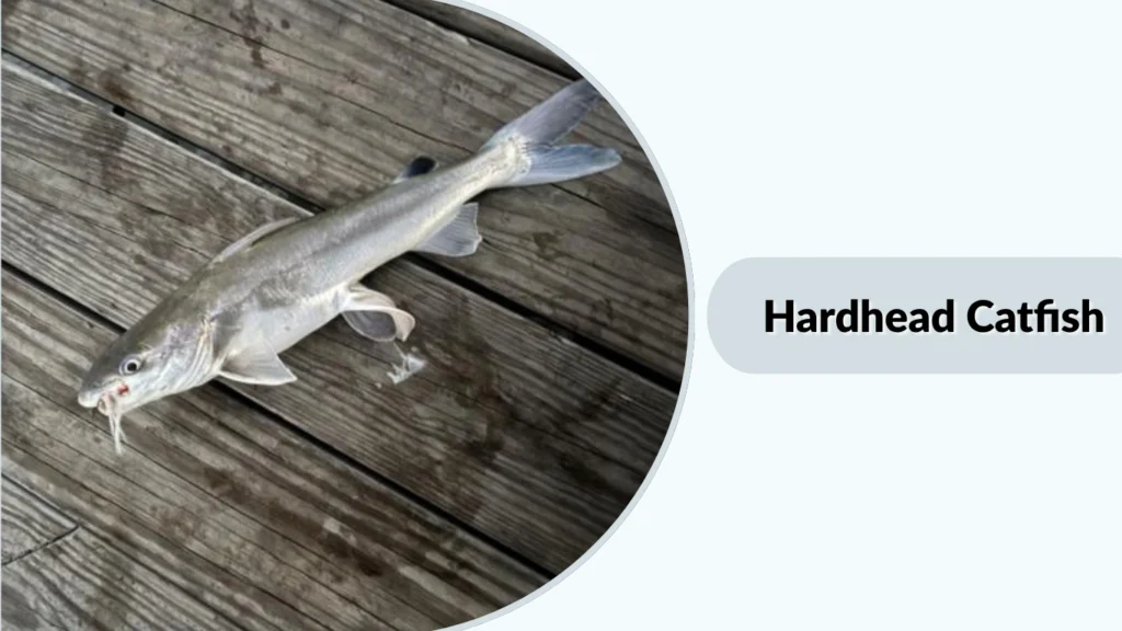 Hardhead Catfish