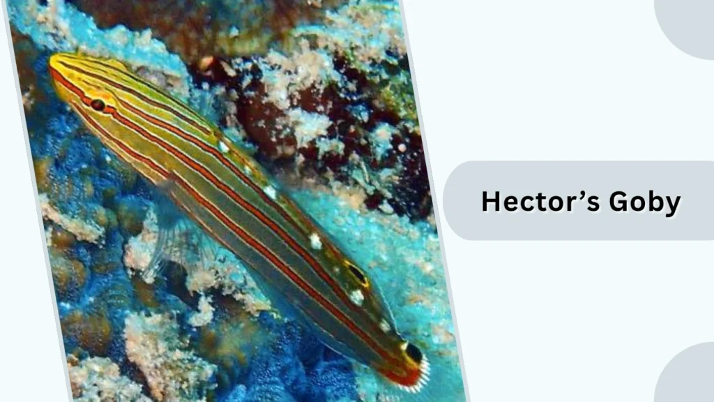 Hector’s Goby
