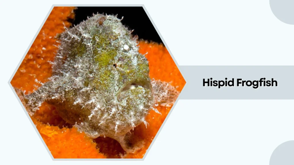 Hispid Frogfish