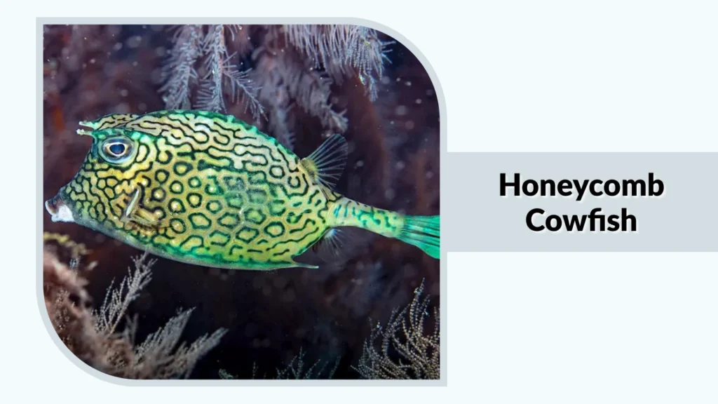 Honeycomb Cowfish