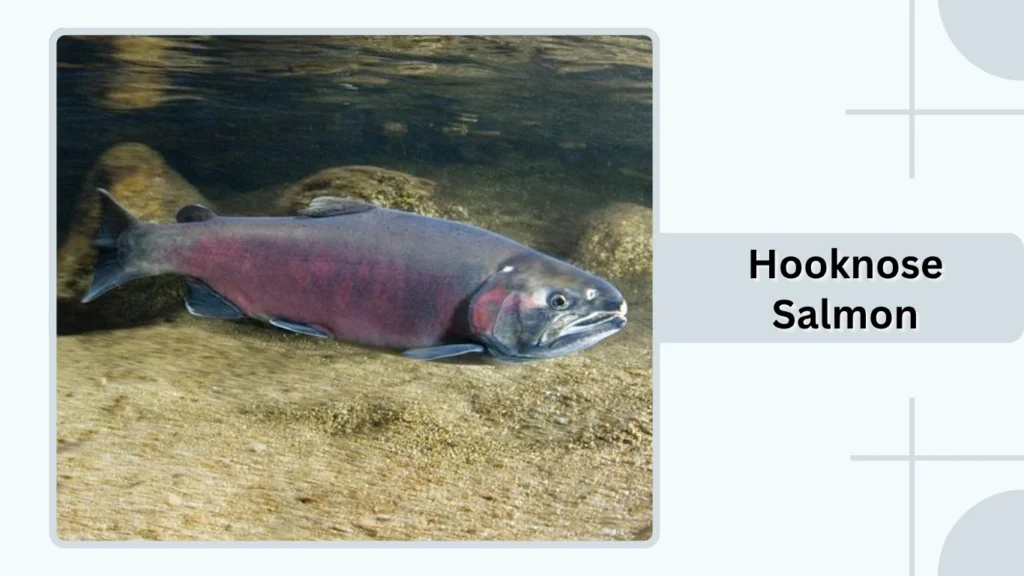 Hooknose Salmon