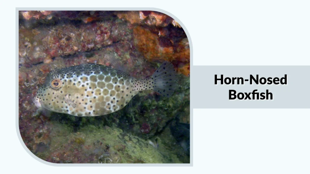 Horn-Nosed Boxfish