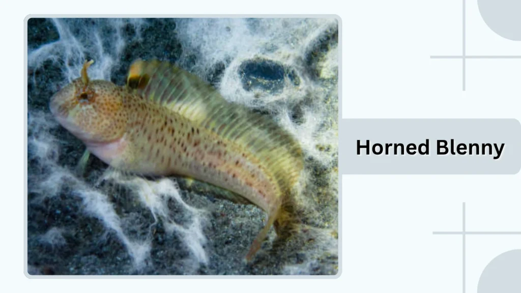 Horned Blenny