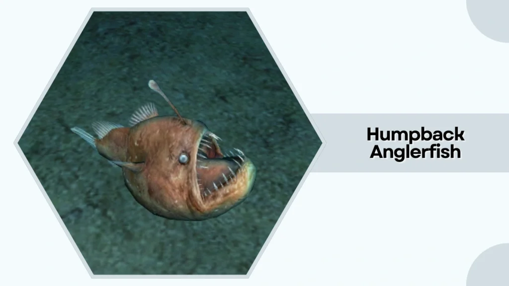 Humpback Anglerfish