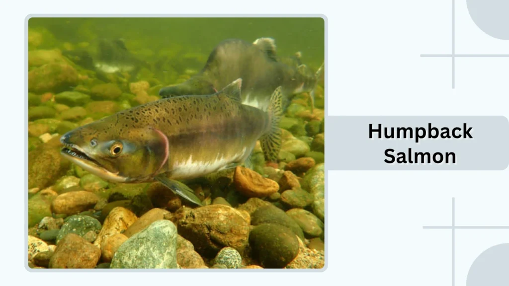 Humpback Salmon
