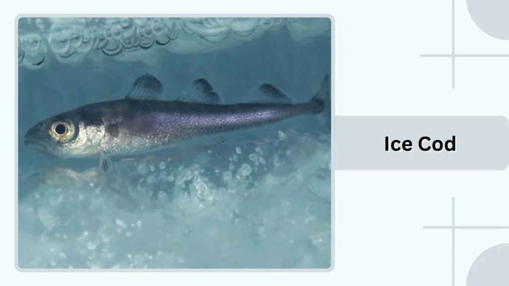 Ice Cod