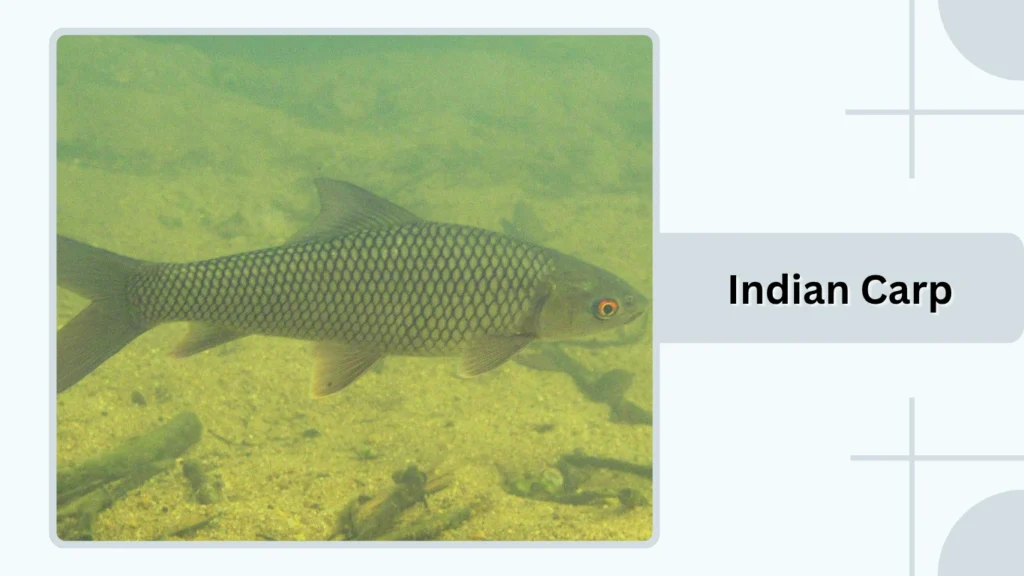 Indian Carp