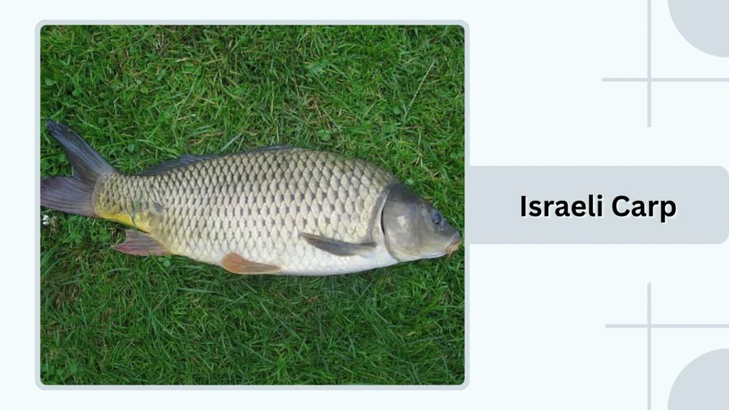 Israeli Carp