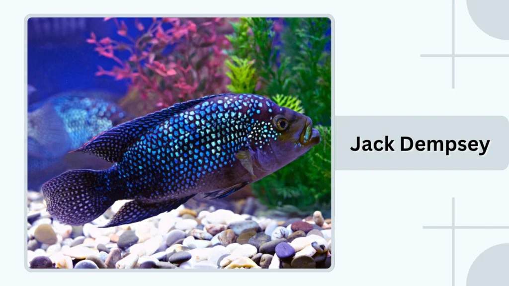Jack Dempsey