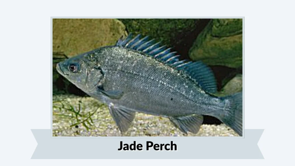 Jade Perch