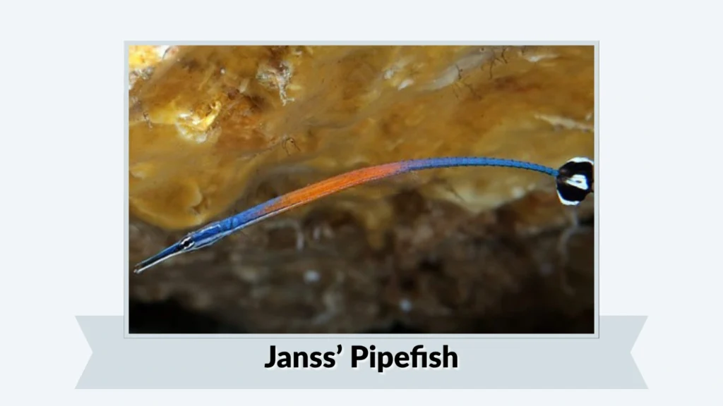 Janss’ Pipefish