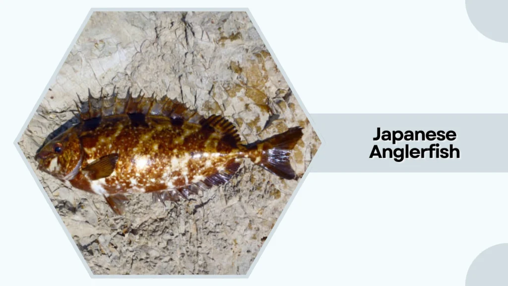 Japanese Anglerfish