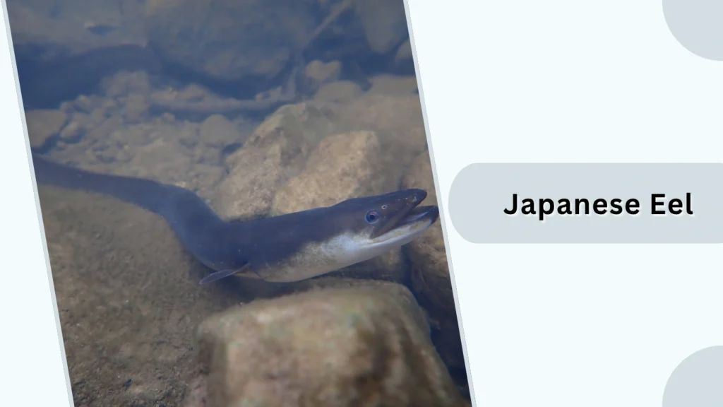 Japanese Eel
