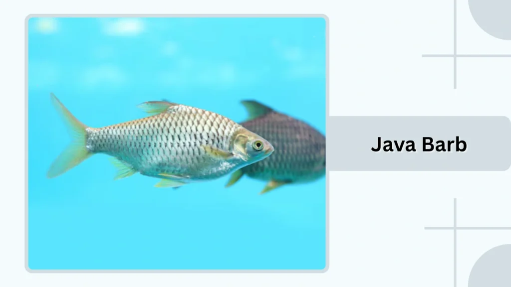 Java Barb