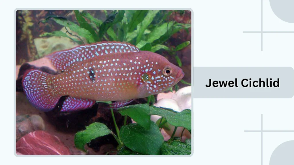 Jewel Cichlid
