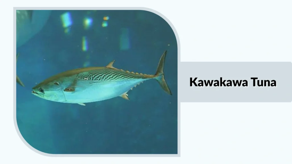 Kawakawa Tuna